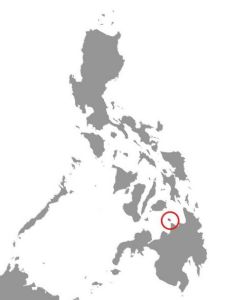 Camiguin forest mouse