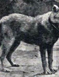 List of Extinct subspecies of Canis lupus - FamousFix List