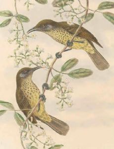Scaly-breasted honeyeater