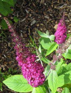 Buddleja 'Miss Ruby'