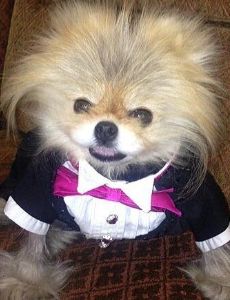 Giggy Vanderpump