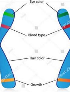 Allele