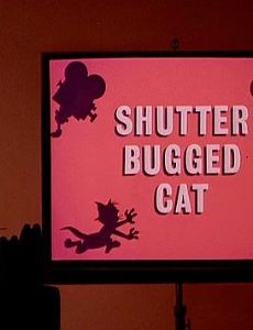 Shutter Bugged Cat