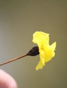 Xyris marginata