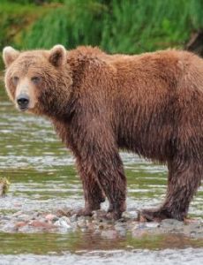 Kamchatka brown bear