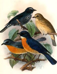 Damar flycatcher