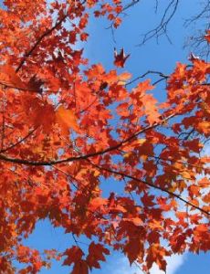 Acer leucoderme