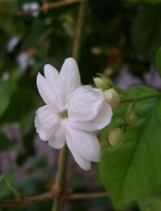 Jasminum sambac