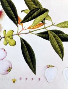 John Reeves (naturalist)