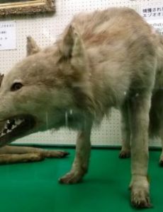 Hokkaido wolf