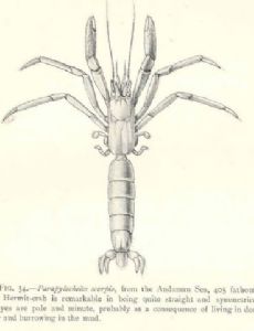 Parapylocheles scorpio