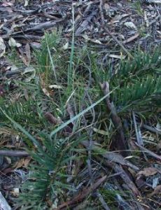 Macrozamia secunda