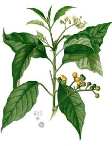 Solanum erianthum