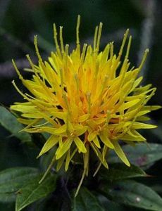 Safflower