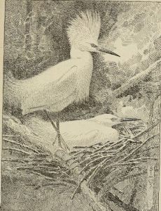 Edith Marion Patch