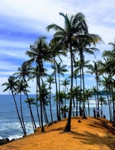 Coconut Tree Hill