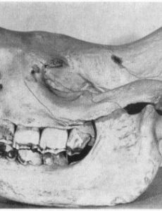 Western black rhinoceros