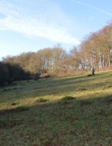 Alpine Meadow, Berkhamsted