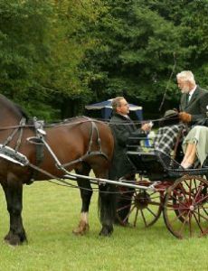 Driving (horse)
