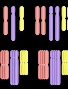 Polyploidy