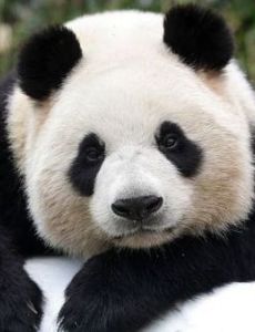 Pan Pan (giant panda)