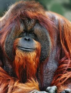Chantek (orangutan)