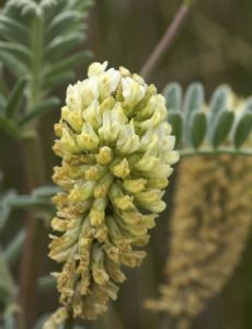 Astragalus pycnostachyus