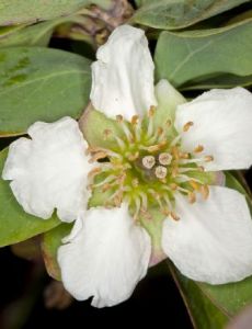 Crossosoma californicum