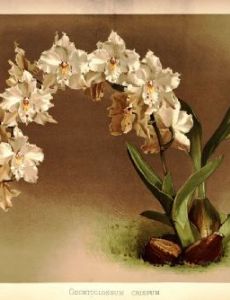 Henry Frederick Conrad Sander