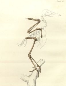 Miocorvus