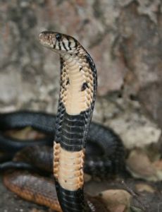 Forest cobra