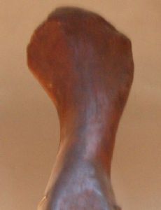 Aepisaurus
