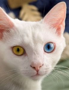 Heterochromia iridum