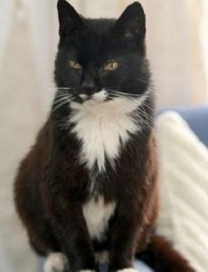 Creme Puff (cat)