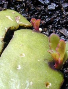 Reproduction