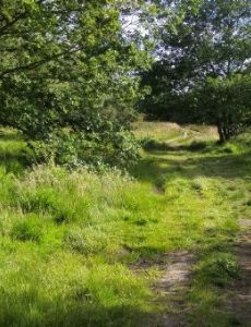 Wimbledon Common