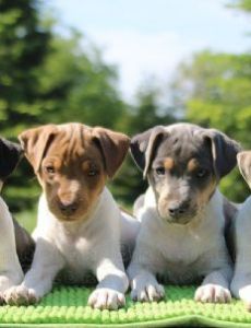 Brazilian Terrier