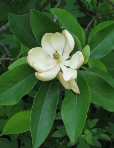 Magnolia