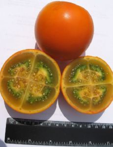 Solanum quitoense