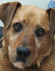 Brownie the Dog