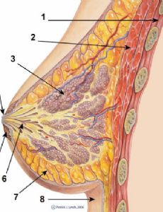 Mammary gland