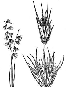 Bouteloua eludens