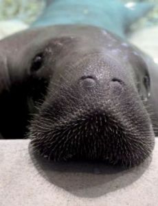 Snooty (Manatee)