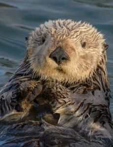 Sea otter