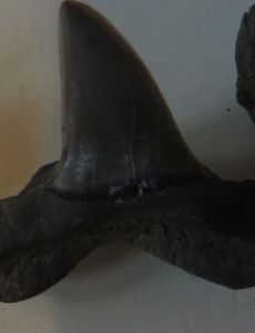 Anotodus