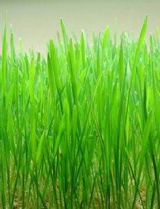 Nowruz