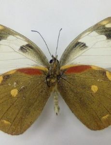 Delias apoensis