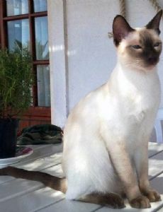 Thai cat