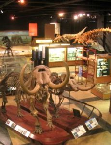 University of Michigan Museum of Natural History