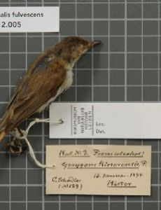 Rufous-sided gerygone